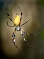 39 - Adult spider and baby - LANGJAHR CHARLES - united states (the)